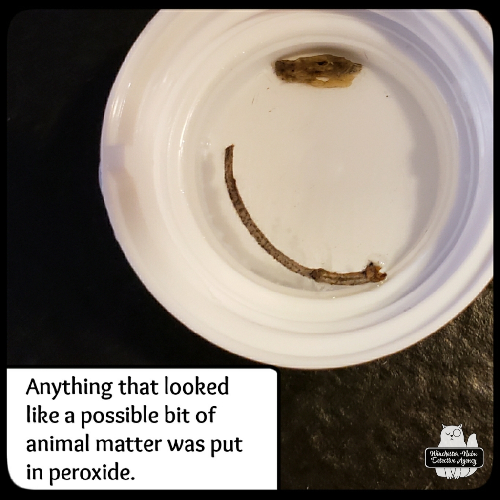 20211222 owl pellets (2)