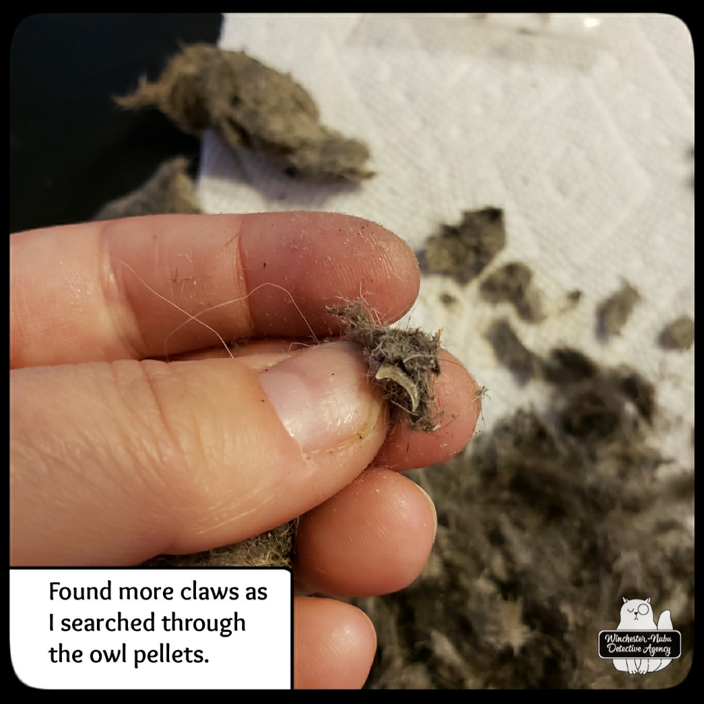 20211222 owl pellets (3)