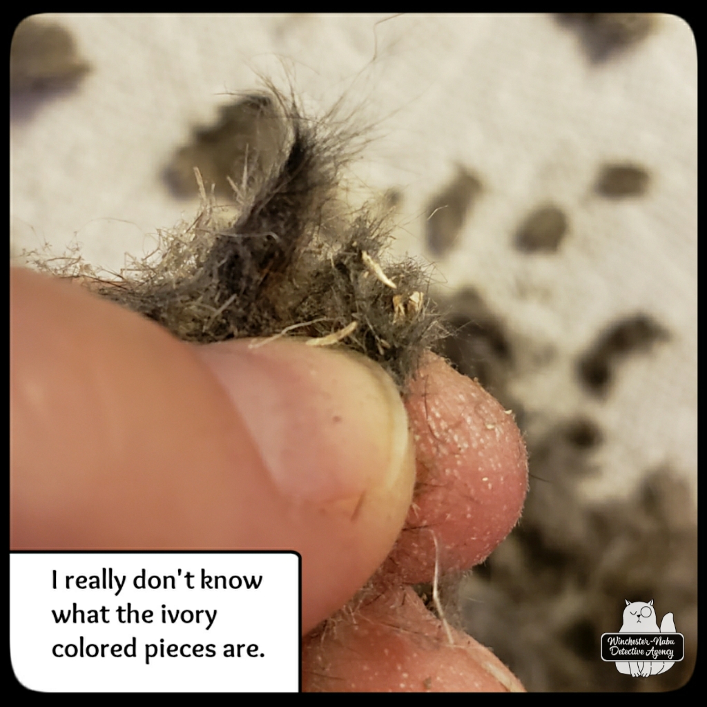 20211222 owl pellets (4)