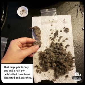 owl pellet dissection