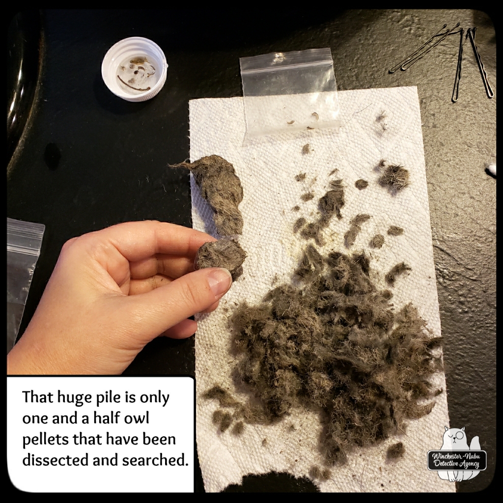 20211222 owl pellets (5)