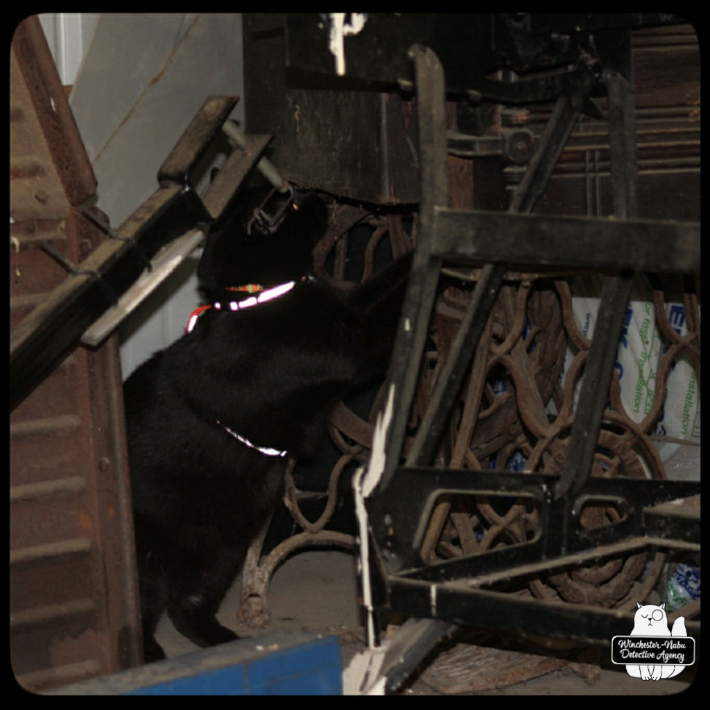 Gus garage mousing (1)