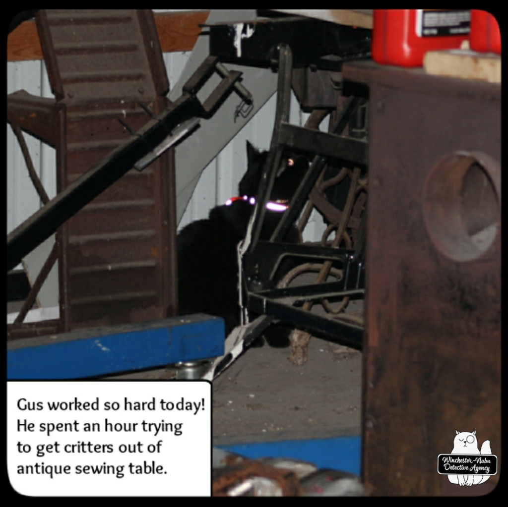 Gus garage mousing (2)