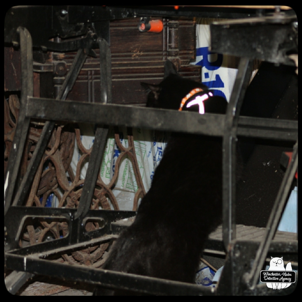 Gus garage mousing (3)
