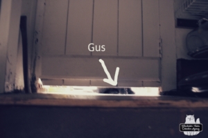 cellar Gus