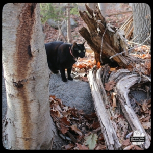 Gus hiking