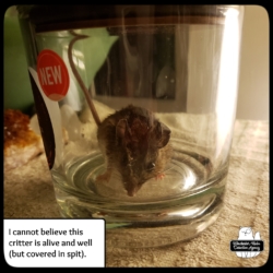 mouse in jar