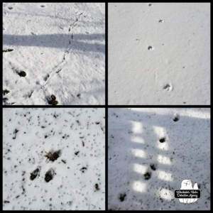 wildlife tracks in snow