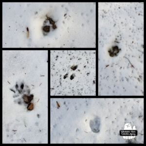 wildlife tracks in snow