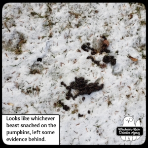 deer poop in snow
