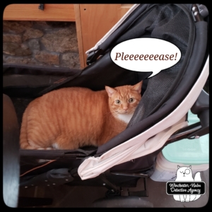 Oliver in buggy