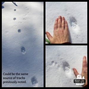 wildlife tracks in snow