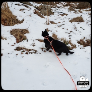 Gus in snow