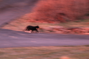 blurry tuxedo cat