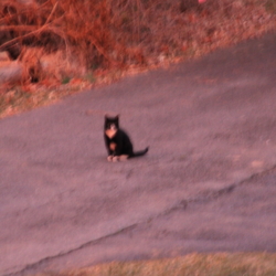 blurry tuxedo cat