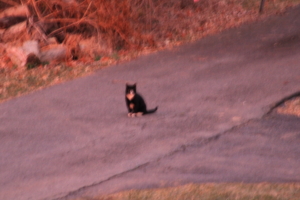 blurry tuxedo cat