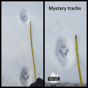wildlife tracks in snow