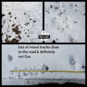 wildlife tracks in snow