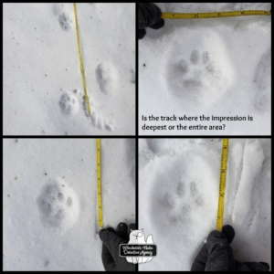 wildlife tracks in snow