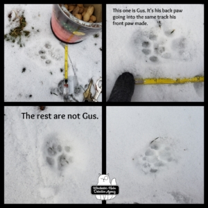 wildlife tracks in snow