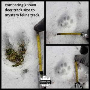 wildlife tracks in snow