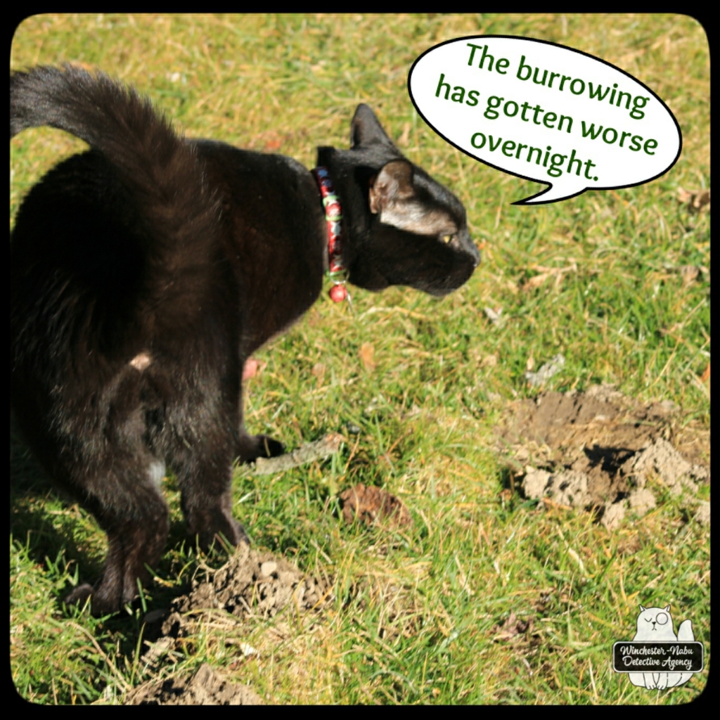Gus burrows (1)