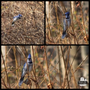 collage of bluejay