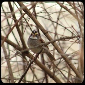 white-throated sparrow in a bush