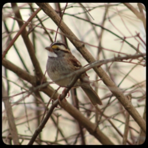 white-throated sparrow in a bush