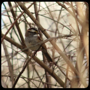 white-throated sparrow in a bush