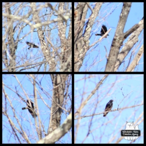 collage of crow in flight