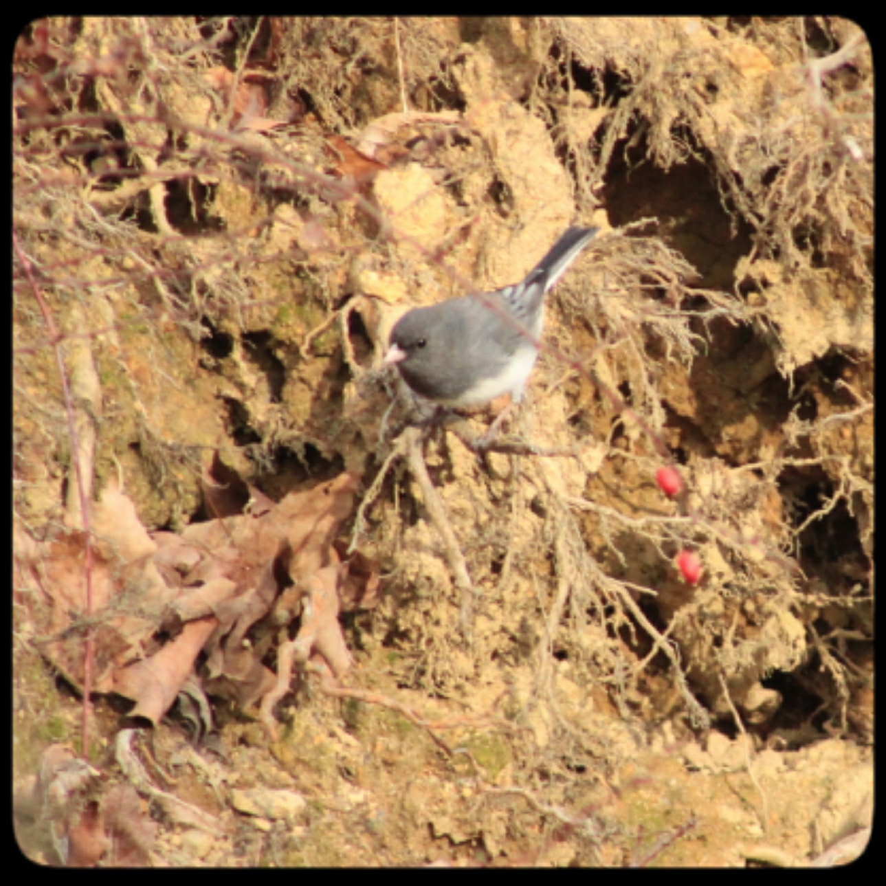 juncos (1)