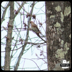 northern flicker bird