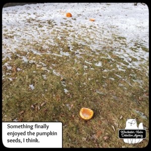 pumpkins in snow