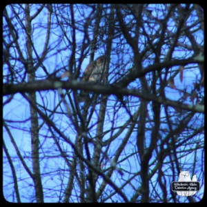 redtailed hawk bird