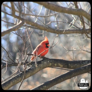 cardinal bird