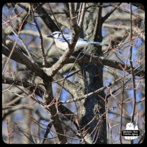 bluejay in tree