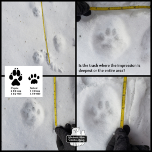collage of tracks in snow with the illustration from Fish & Wildlife