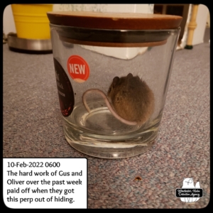 mouse in jar