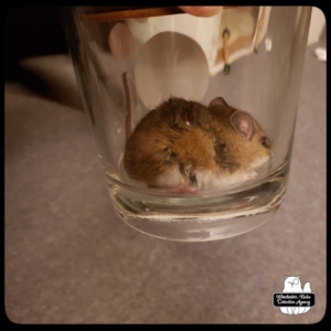 mouse in jar