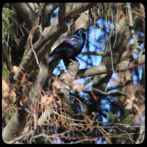 grackle in tree