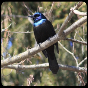 grackle in tree