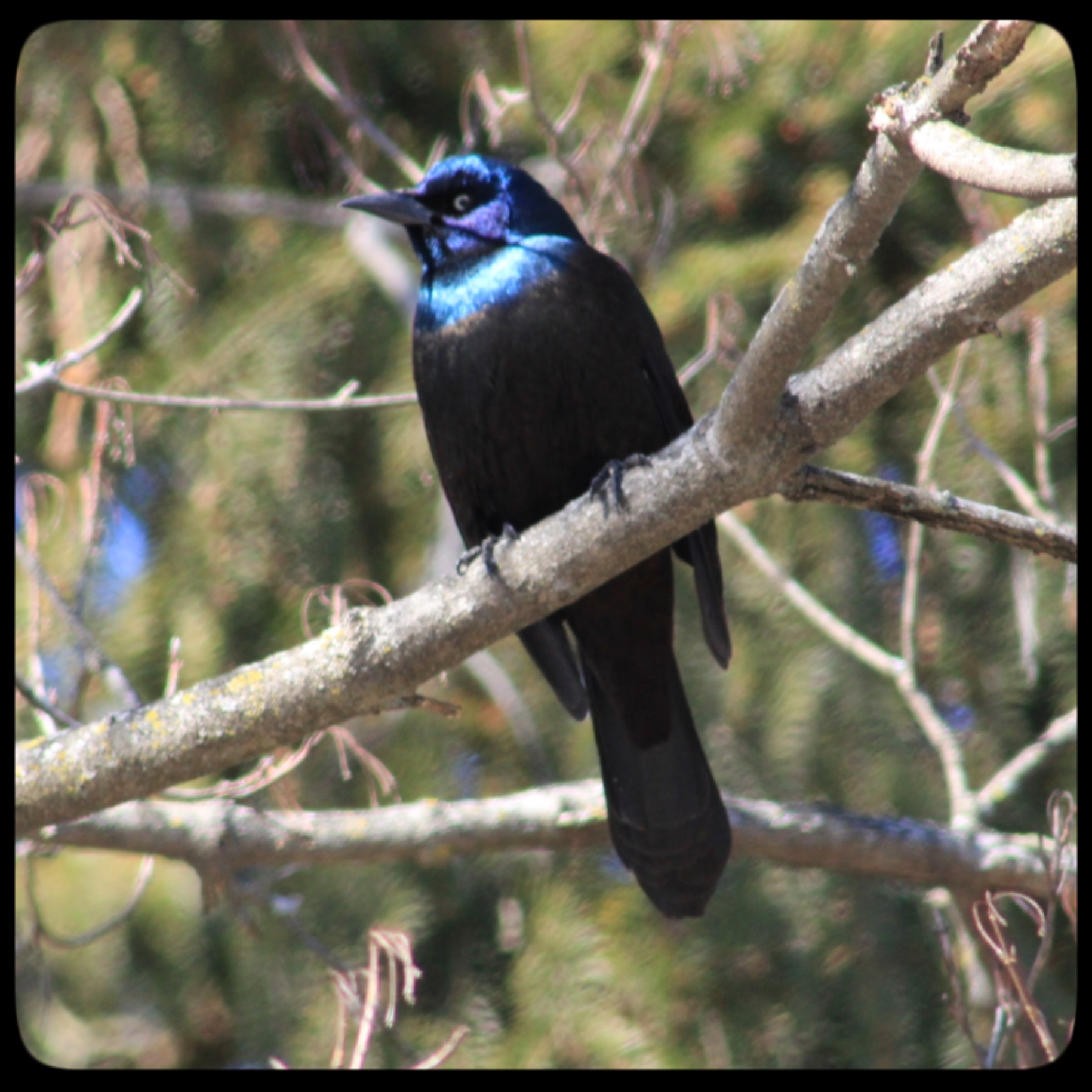 20220215 grackles (19)