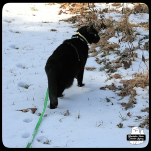 Gus in snow