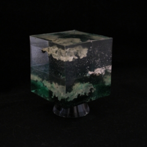lichen in resin cube