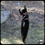 Gus catching vole Kurt Braunvohler