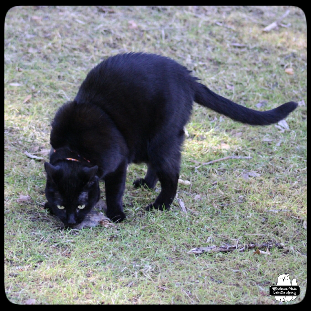 vole hunting (5)