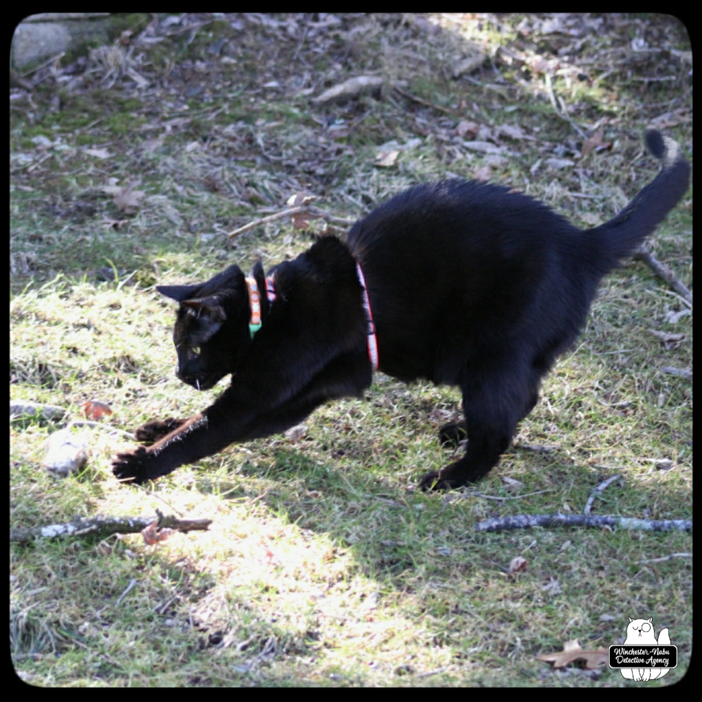 vole hunting (6)