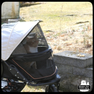 Oliver in buggy