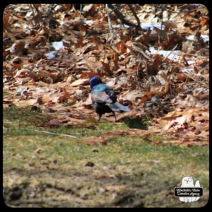 grackle on the ground